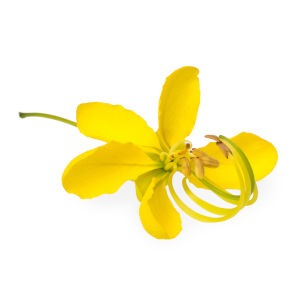 Cassia Obovata or Italica