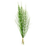 Equisetum Arvense