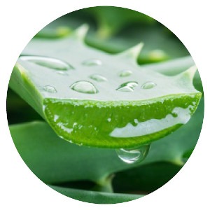 Fermented Aloe Vera