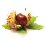 Aesculus Hippostanum