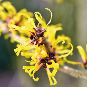 Witch Hazel
