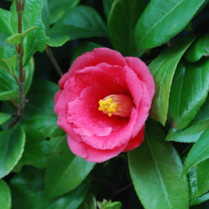 Camelia