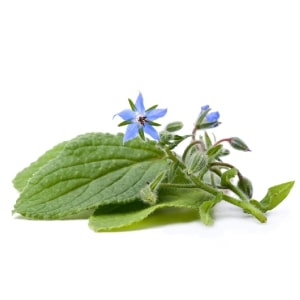 Borage