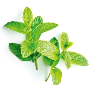 Peppermint