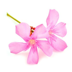 Indigofera Tinctoria