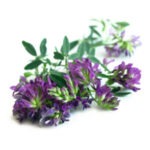 Lucerne of Alfalfa (Leaves)